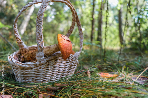 Wicker basket with a mushroom on a forest background. Mushroom hobby concept.