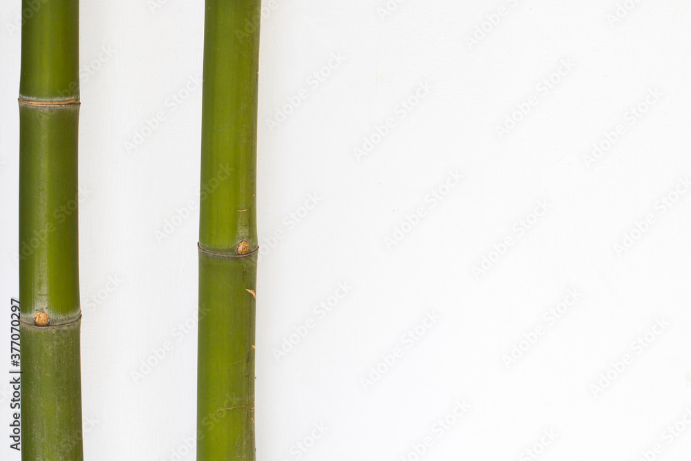 Obraz premium background texture nature bamboo tree with leaf herbal flora of asia decoration postcard style on white 