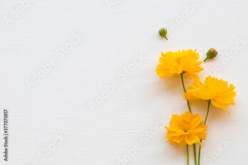 colorful mellow yellow flowers cosmos local flora of asia arrangement flat lay postcard style on background white 