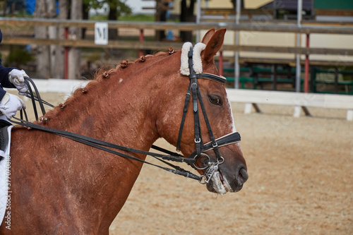 Horse in dressage competitions