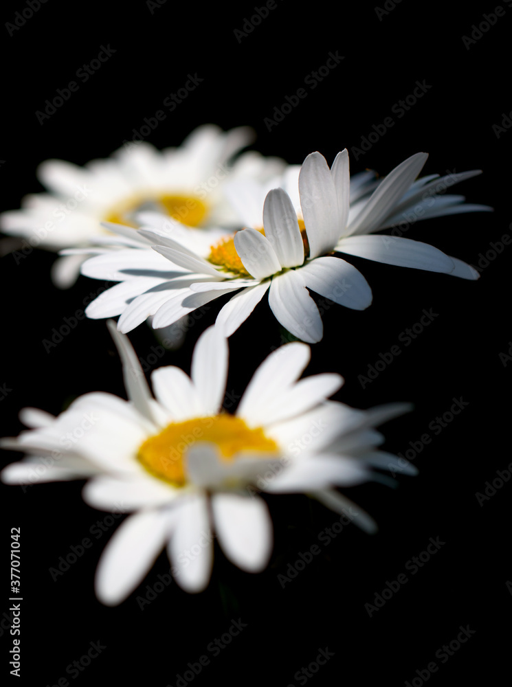 Obraz premium chamomile flower on black background