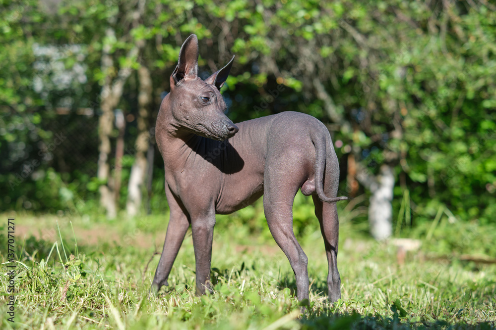 Xoloitzcuintle puppy in the summer meadow Xoloitzcuintle puppy in the summer meadow