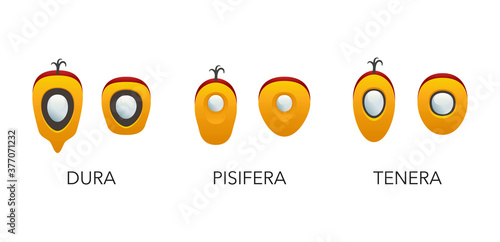 Three types of palm oil seeds - Dura, Pisifera, Tenera - isolated vector infographics elements