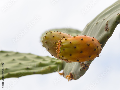 Higos chumbos del cactus chumbera con fondo blanco
 photo