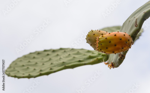 Higos chumbos del cactus chumbera con fondo blanco
 photo