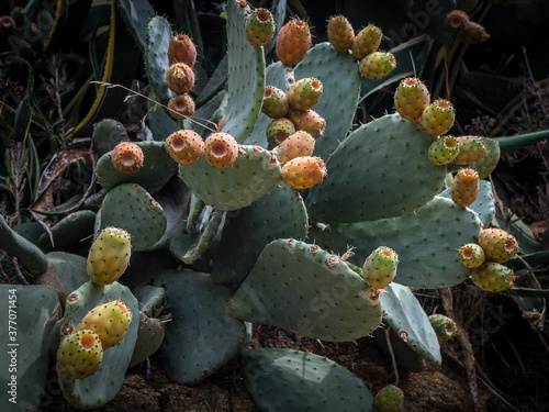 Higos chumbos del cactus chumbera en la costa mediterranea photo