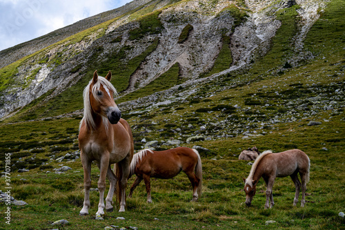 Horses © Daniele