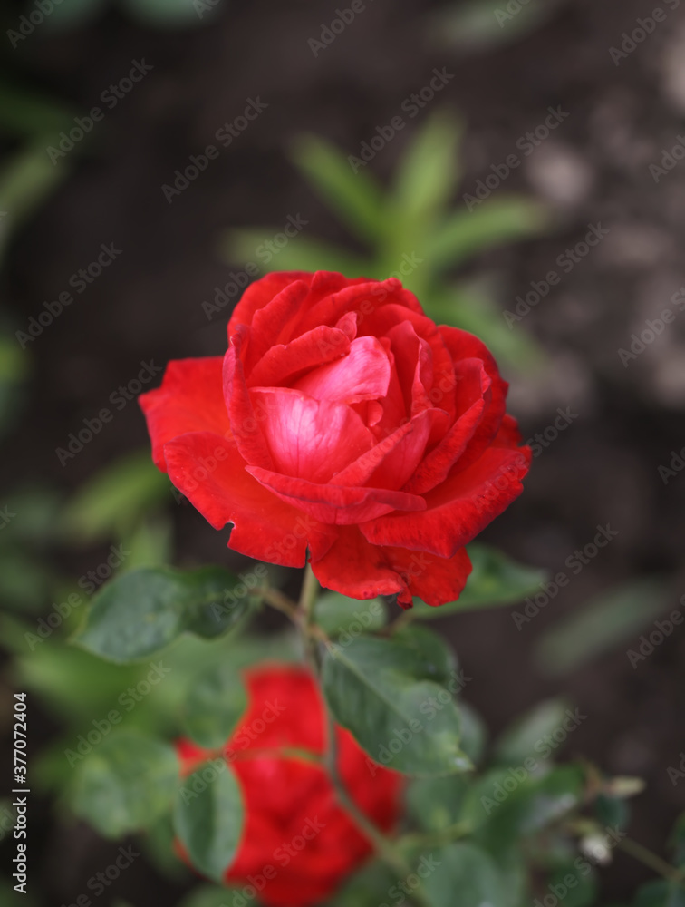 Art photo rose petals isolated on the natural blurred background. Closeup. For design, texture, background. Nature. Art photo rose petals isolated on the natural blurred background. Closeup. For design, texture, background. Nature.