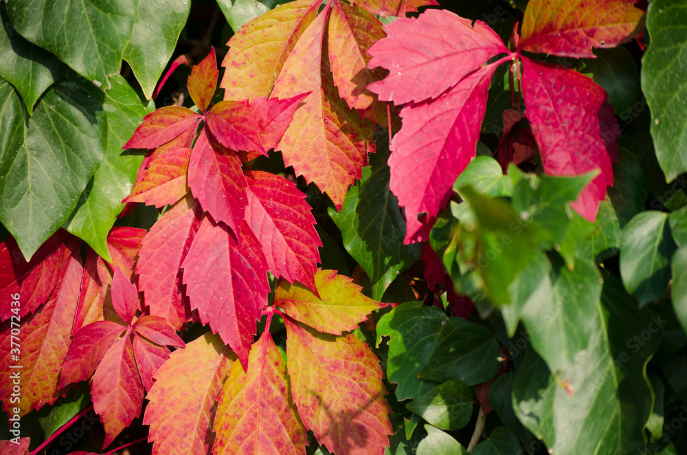 Green, yellow, red, orange ivy leaves against white wall. Close-up. Selective focus. Copy space. Autumn natural background. Fall backdrop. Botanical bright colorful background. Green, yellow, red, orange ivy leaves against white wall. Close-up. Selective focus. Copy space. Autumn natural background. Fall backdrop. Botanical bright colorful background.