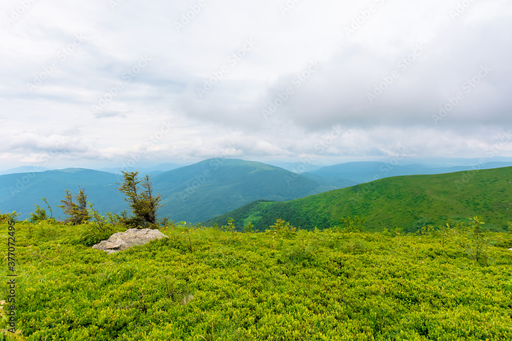alpine meadows of mnt. runa, ukraine. row of trees on the hill. beautiful nature scenery of carpathian mountains in summer. cloudy weather