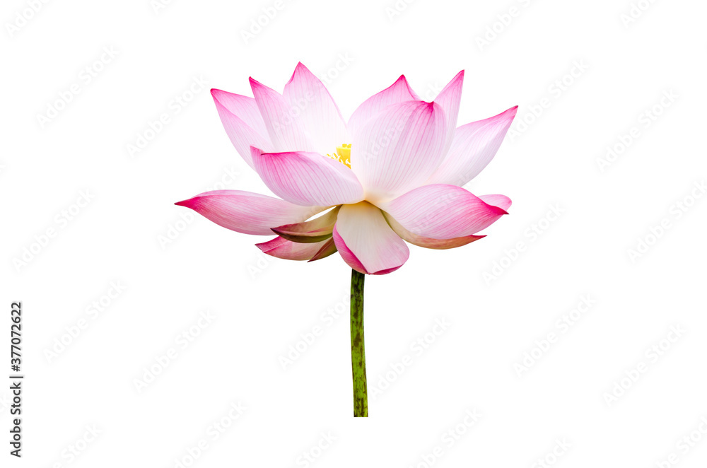 Fototapeta premium Pink Lotus flower isolated on white background with Clipping Paths.