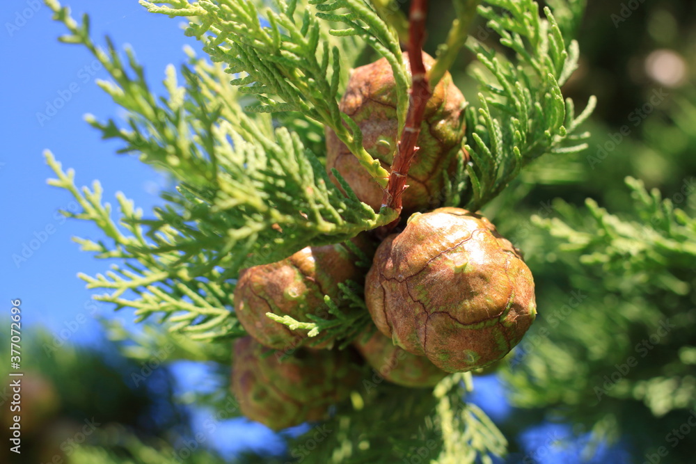 Cones and green leaves of Cupressus sempervirens (Italian cypress) on a
