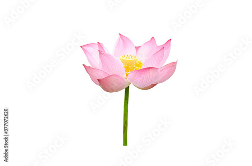 Pink Lotus flower isolated on white background with Clipping Paths.