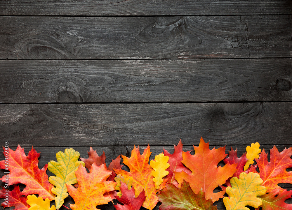 autumn leaves on black scorched background with empty space for text. autumn leaves on black scorched background with empty space for text.