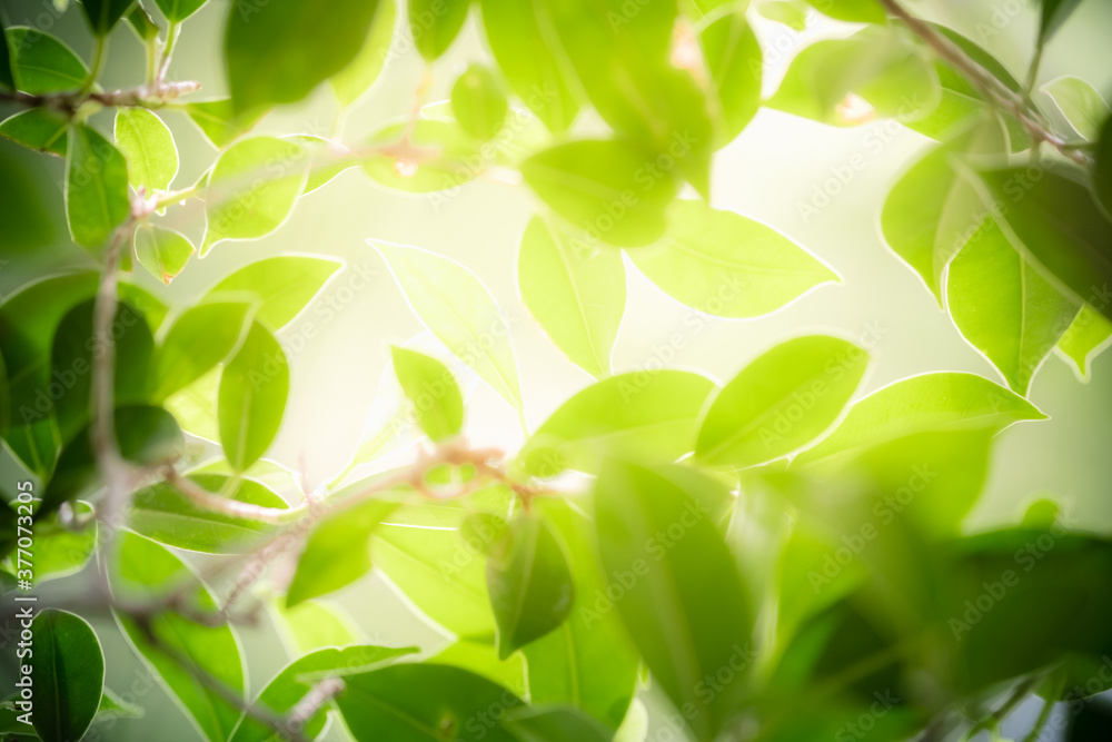 Concept nature view of green leaf on blurred greenery background in garden and sunlight with copy space using as background natural green plants landscape, ecology, fresh wallpaper concept. Concept nature view of green leaf on blurred greenery background in garden and sunlight with copy space using as background natural green plants landscape, ecology, fresh wallpaper concept.