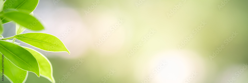 Concept nature view of green leaf on blurred greenery background in garden and sunlight with copy space using as background natural green plants landscape, ecology, fresh wallpaper concept.