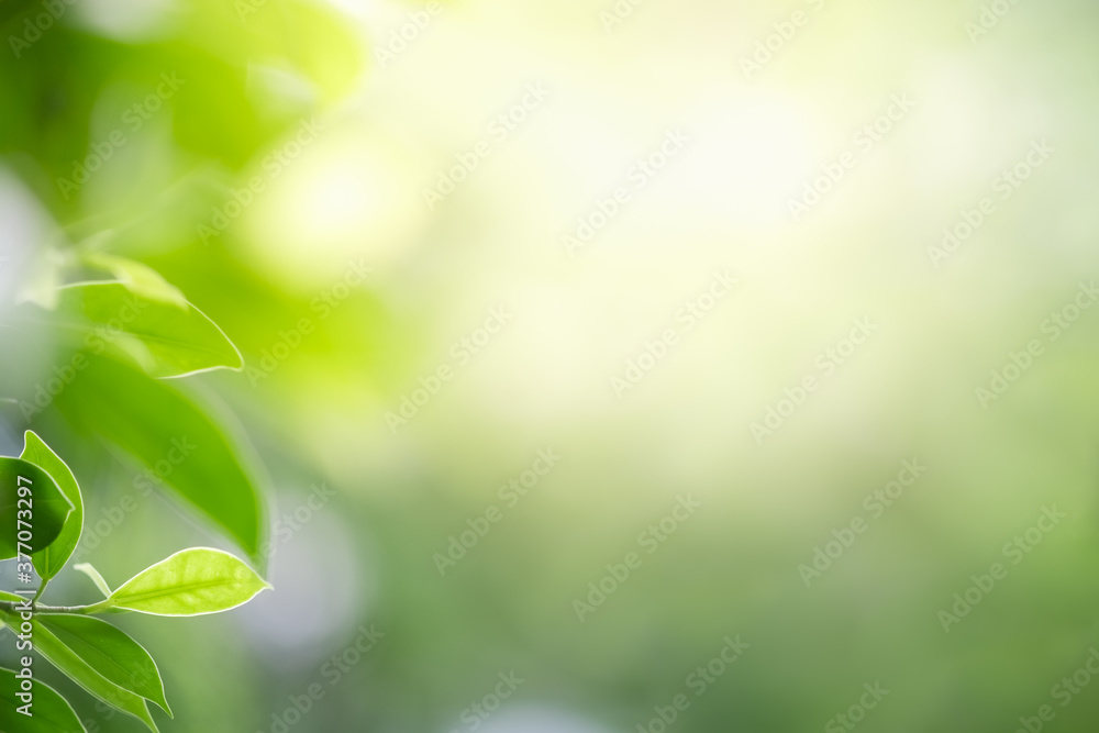 Concept nature view of green leaf on blurred greenery background in garden and sunlight with copy space using as background natural green plants landscape, ecology, fresh wallpaper concept.