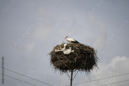 White stork (Ciconia ciconia) in nest polluted with plastic garbage.
