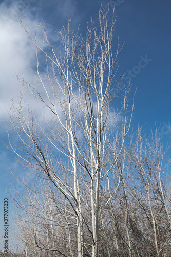 bare tree in winter against blue sky with clouds