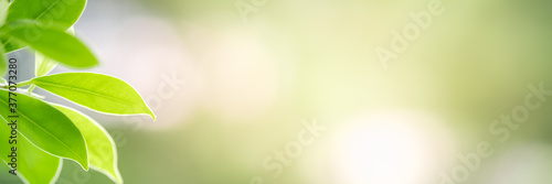 Concept nature view of green leaf on blurred greenery background in garden and sunlight with copy space using as background natural green plants landscape  ecology  fresh wallpaper concept.