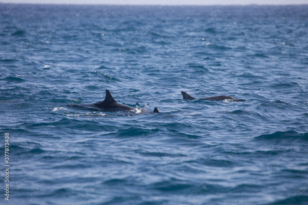Dolphins , Mediterrean sea Dolphins , Mediterrean sea