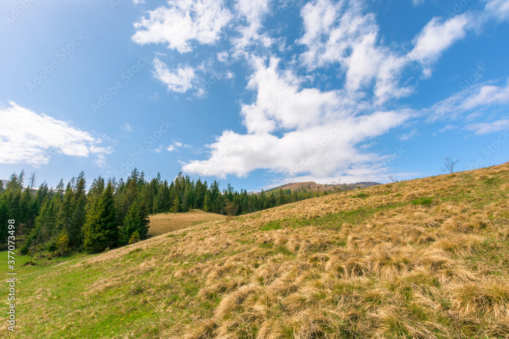 Obraz premium forest on the grassy meadow in mountains. beautiful sunny landscape of mountainous countryside. fluffy clouds on the blue sky