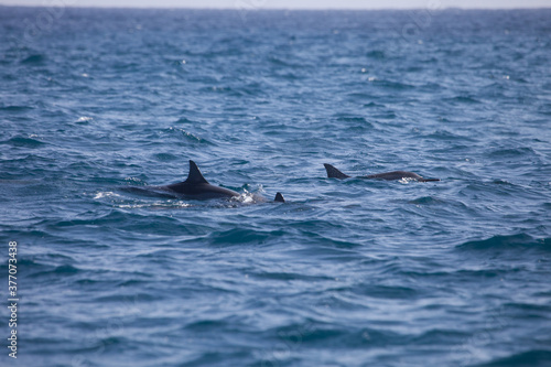 Dolphins   Mediterrean sea