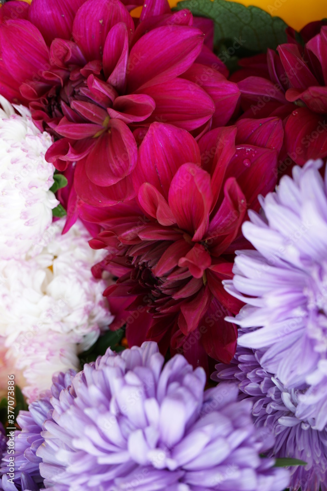 burgundy dahlias and blue asters burgundy dahlias and blue asters
