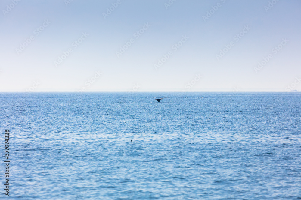 Whale, cape cod Whale, cape cod