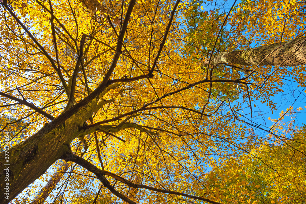 Branches and trunk with bright yellow and green leaves of autumn trees against the blue sky background. Bottom view. Branches and trunk with bright yellow and green leaves of autumn trees against the blue sky background. Bottom view.