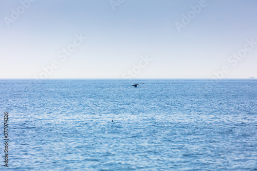 Whale, cape cod