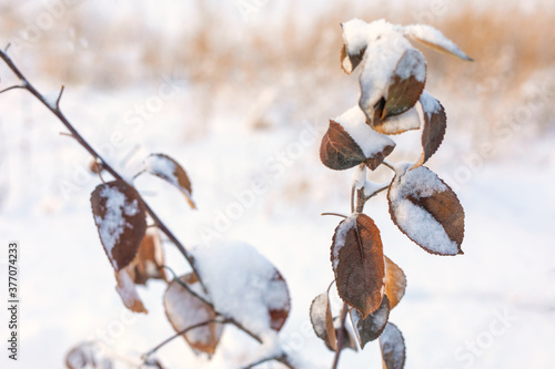 Snow-covered dry tree branches after snowfall. Winter time