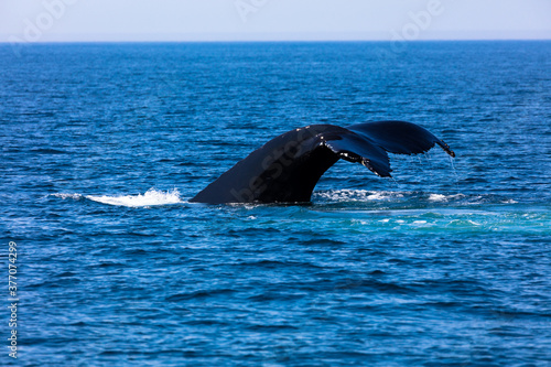 Whale, cape cod © ssviluppo