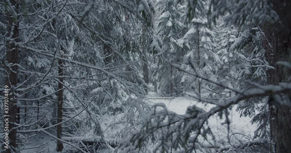 Walking in forest in winter between fresh white snow covered tree branches Walking in forest in winter between fresh white snow covered tree branches