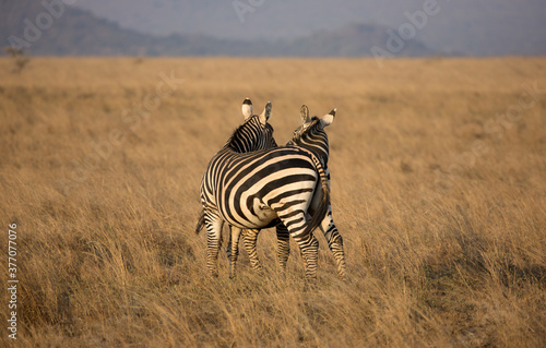 Zebras (Equus quagga) in the wild. Kenya.  © Grantat