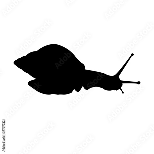 snail silhouette isolated on white background