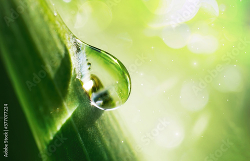 Large beautiful water drop sparkle in sun on leaf in sunlight, macro. Big droplet of morning dew outdoor, beautiful round bokeh. Amazing artistic image of purity of nature.