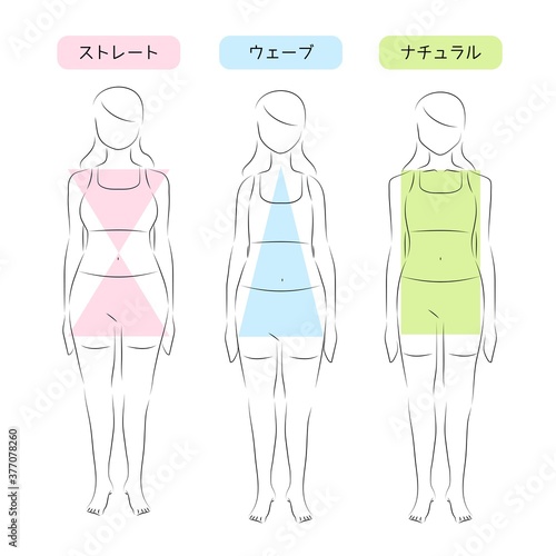 骨格タイプ診断のイラスト素材
