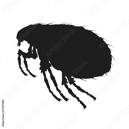 Louse icon isolated. Black Louse icon in flat design