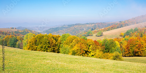 autumn landscape in morning mist. beautiful scenery with colorful forest on the grassy hills. sunny weather © Pellinni