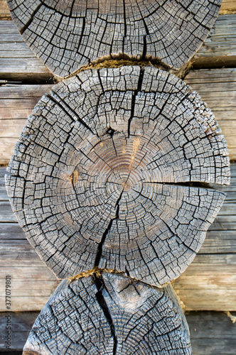 tree trunk texture 