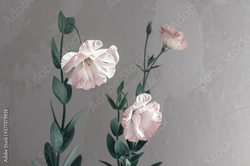 Delicate flowers of pink eustoma against the background of a gray concrete wall. Selective focus. Close-up.