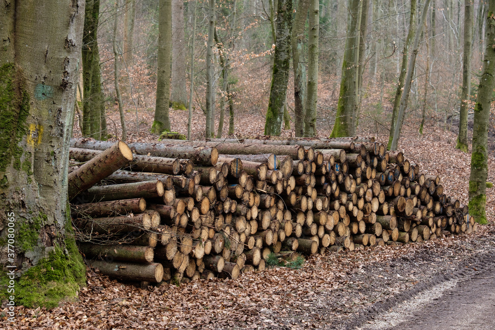 Ein Haufen von gesägtem Holz / Brennholz an einem Weg im Wald (Fortschwirtschaft / Holzwirtschaft)