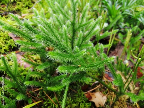 Common oak moss, clubfoot or ground pine (Lycopodium annotinum) in early autumn. Vegetable plant. Forests of Belarus. Close-up photo.
 photo