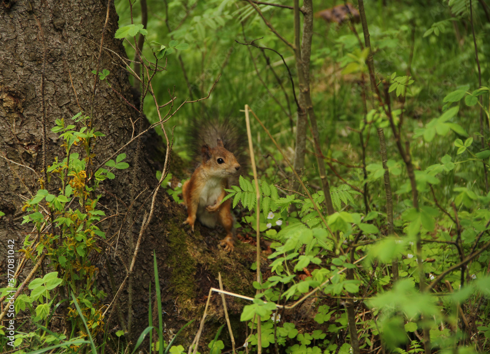 Little red squirrel hiding in the green bushes, animal in its natural habitat. Stock photo for web and pint, background and wallpaper. Little red squirrel hiding in the green bushes, animal in its natural habitat. Stock photo for web and pint, background and wallpaper.