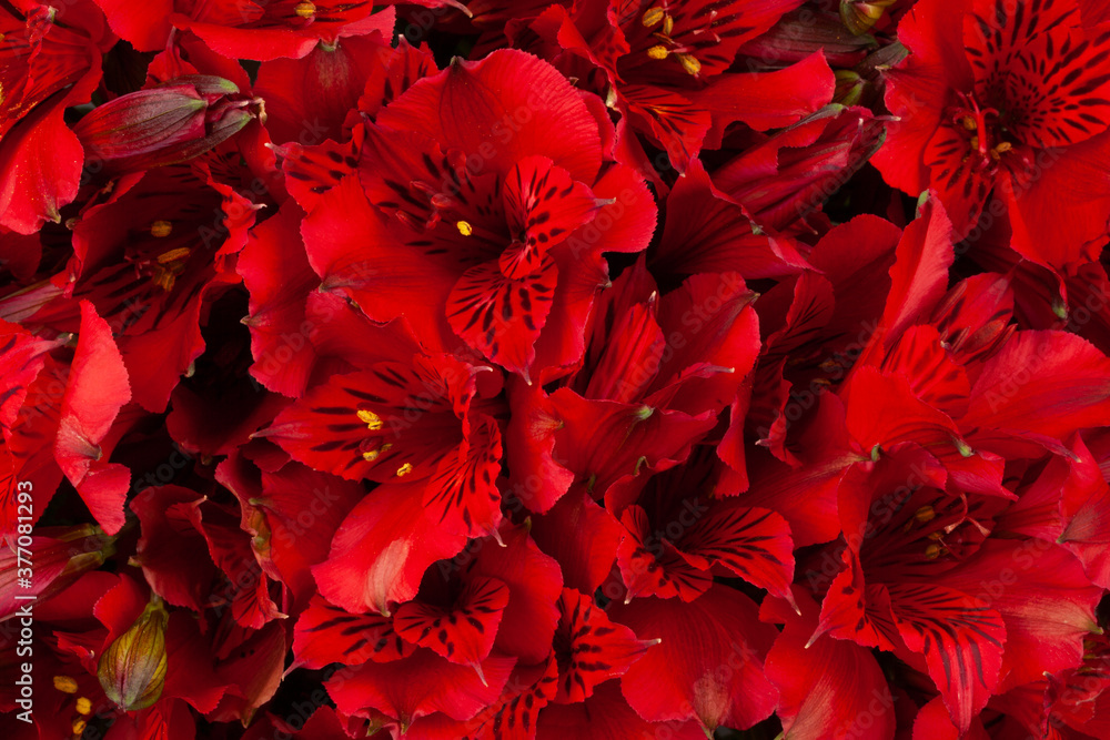 Bright floral composition of natural fresh dark alstroemeria in a dark red color. Bright floral composition of natural fresh dark alstroemeria in a dark red color.