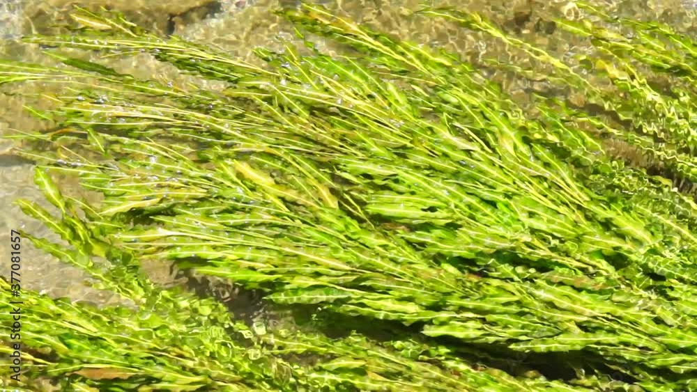 湧水が流れる江津湖の水草 湧水が流れる江津湖の水草
