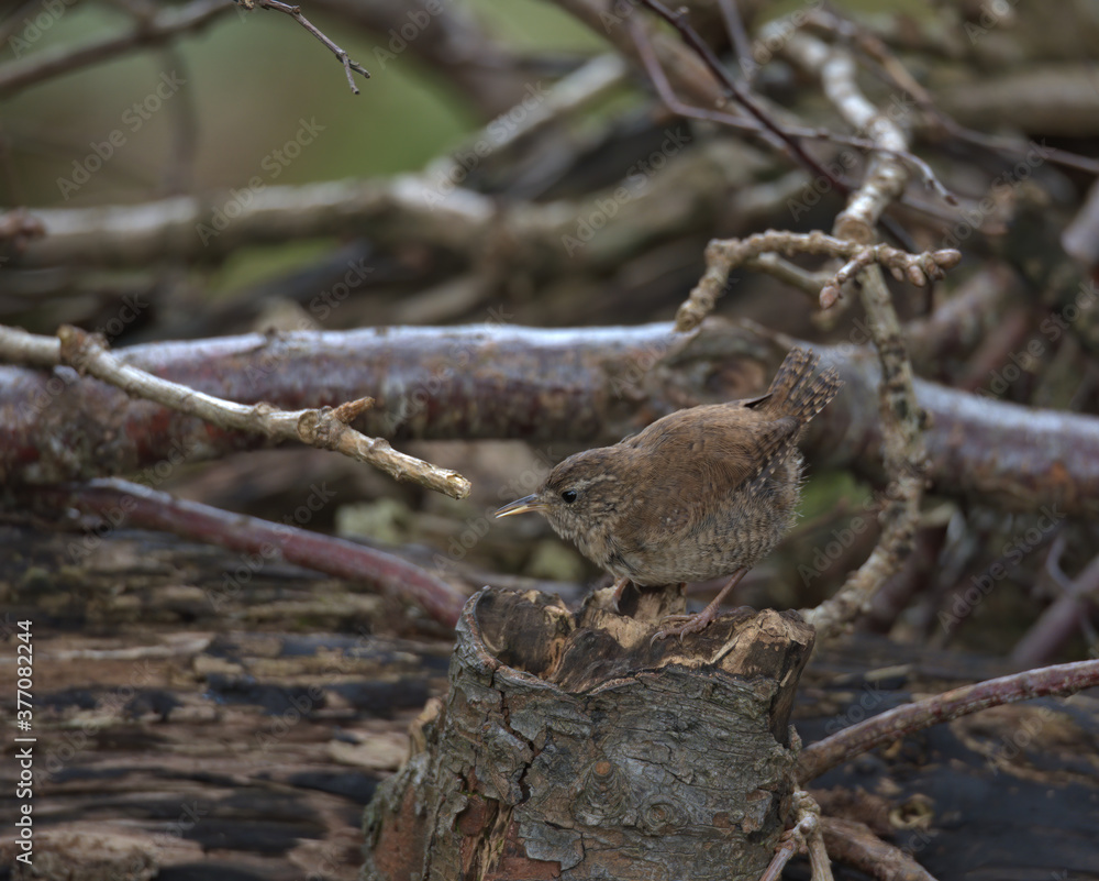 Eurasian Wren , Troglodytes troglodytes Eurasian Wren , Troglodytes troglodytes