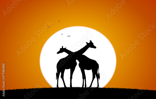 Vector Two Giraffe against the setting sun. Silhouette