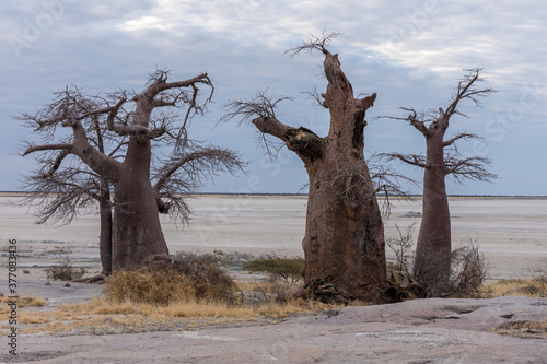 Kubu island during winter dry season  baobab trees are leafless and salt pans are dry. Water is scarce and grass turns yellows. Makgadikgadi Pans National Park  Botswana - Africa